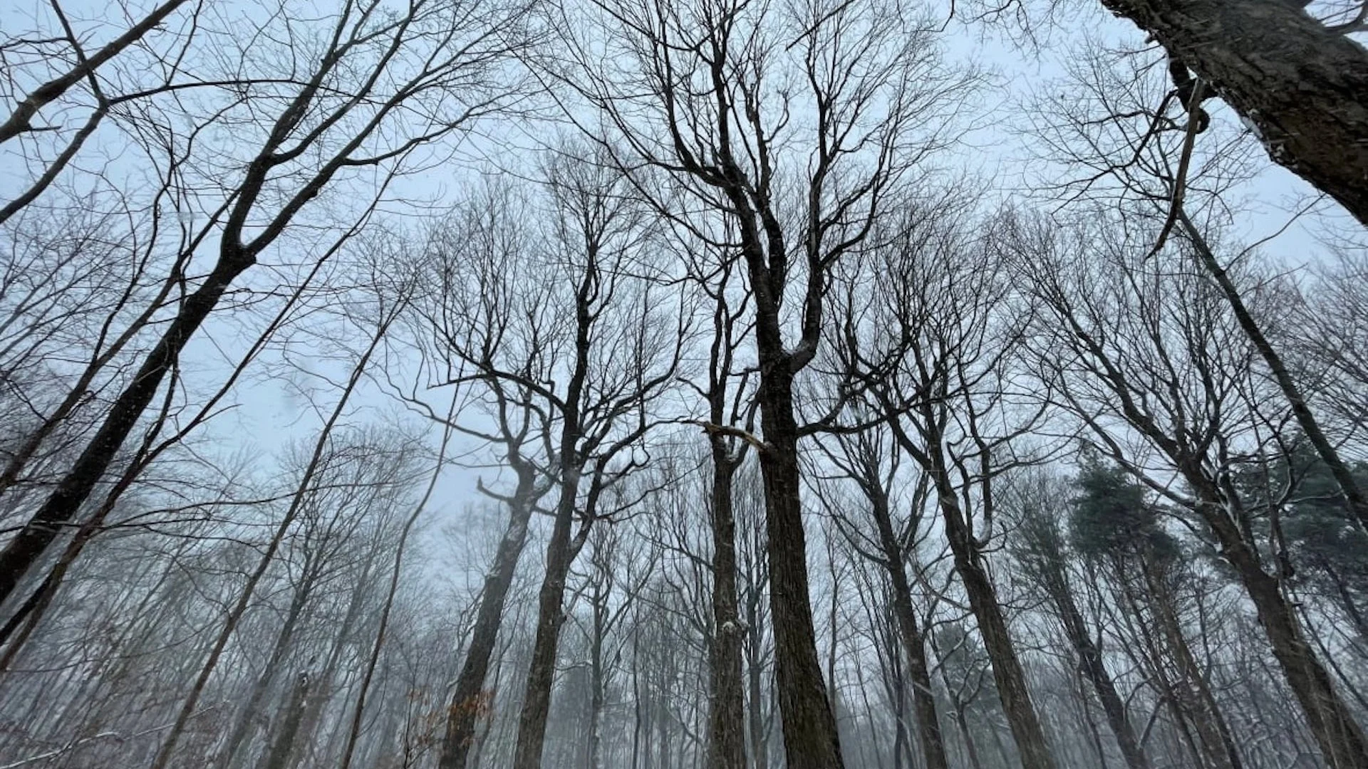 How Montreal's forests are faring 25 years after the destructive ice storm