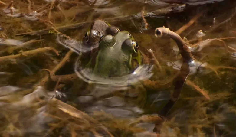 frog-wildlife-wetlands-ottawa-greenbelt