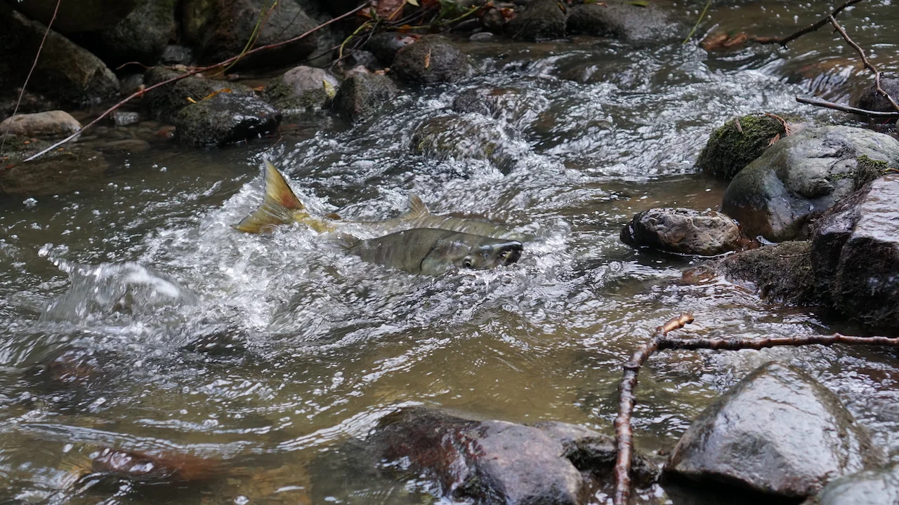 Salmon spawning in Stoney Creek/Alex Walls