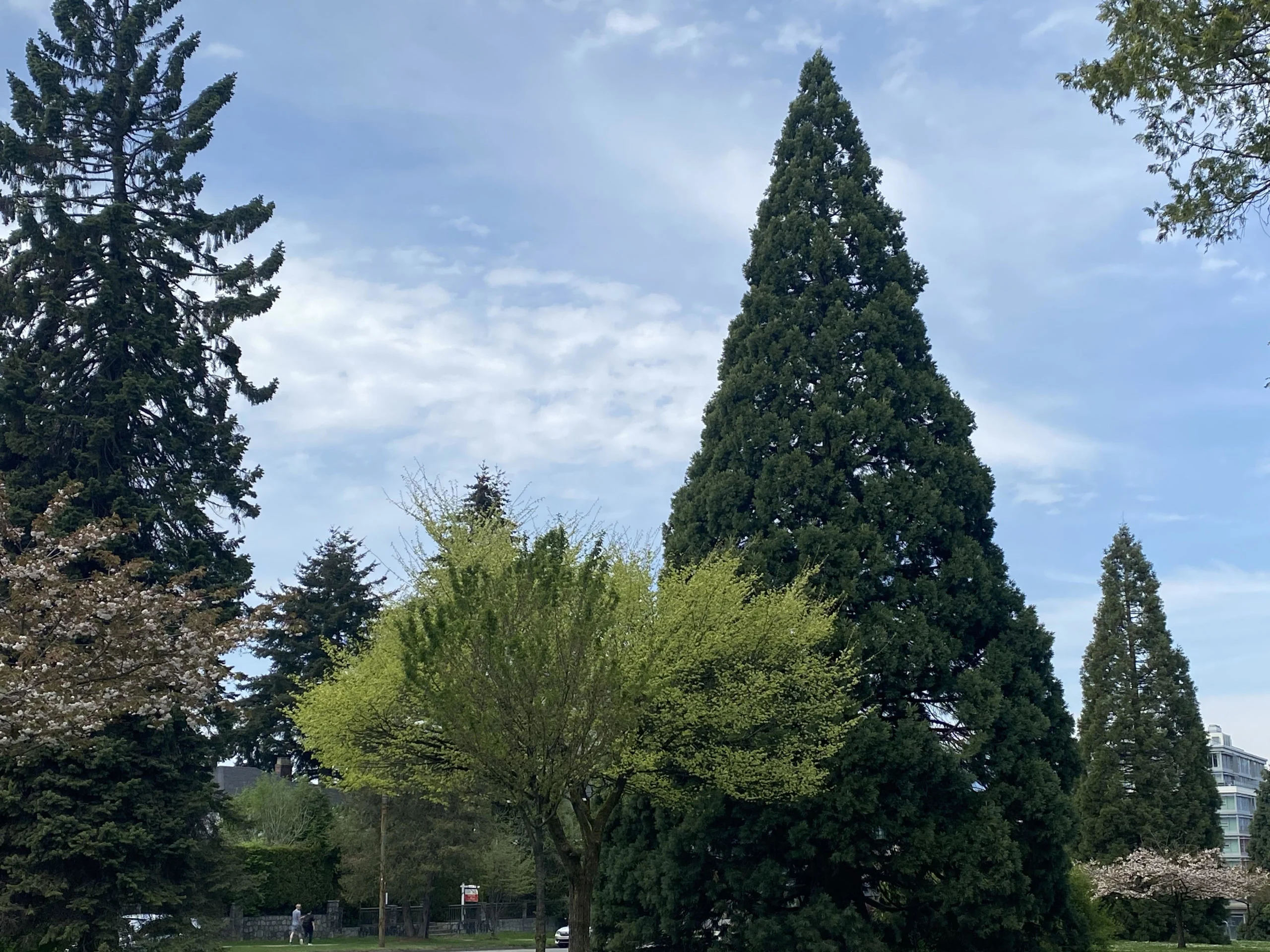 Vancouver has a secret climbing tree, and we've found it