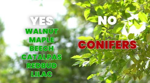 Here are the best times to prune your trees this year - The Weather Network