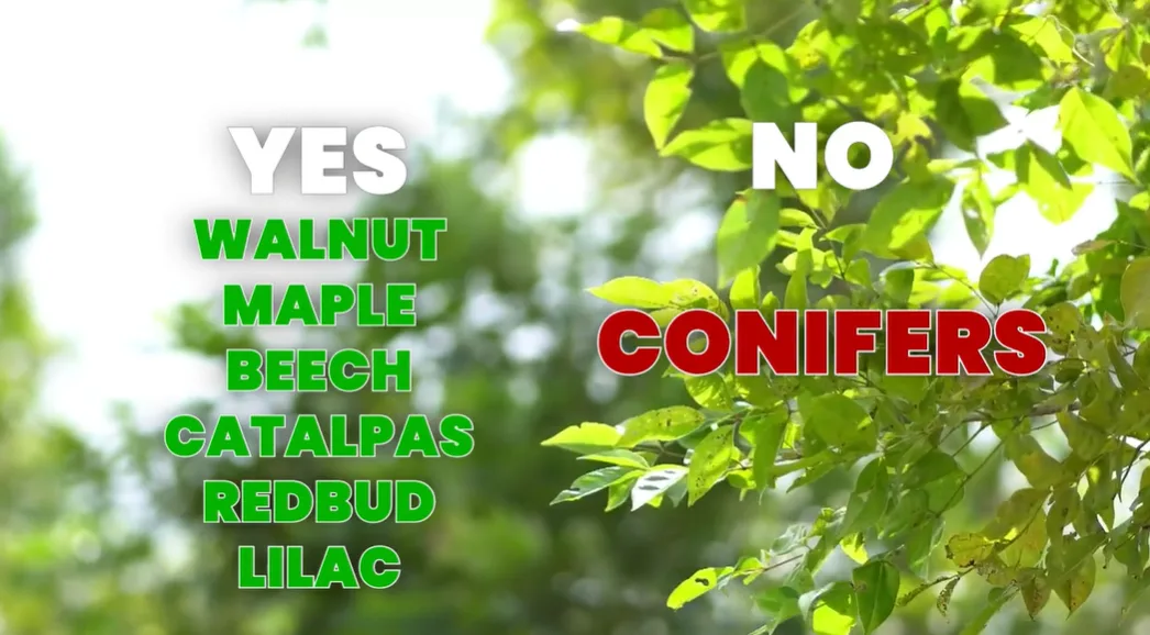Summer trees to prune and what not to prune