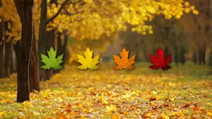 La meilleure chance pour des couleurs, la voici