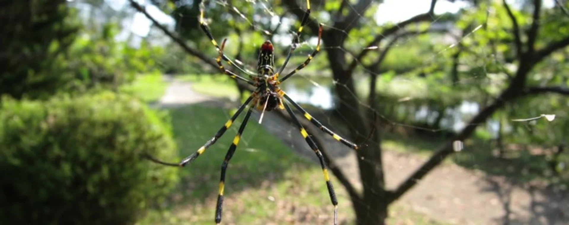 Une araignée géante et venimeuse aux portes du Québec