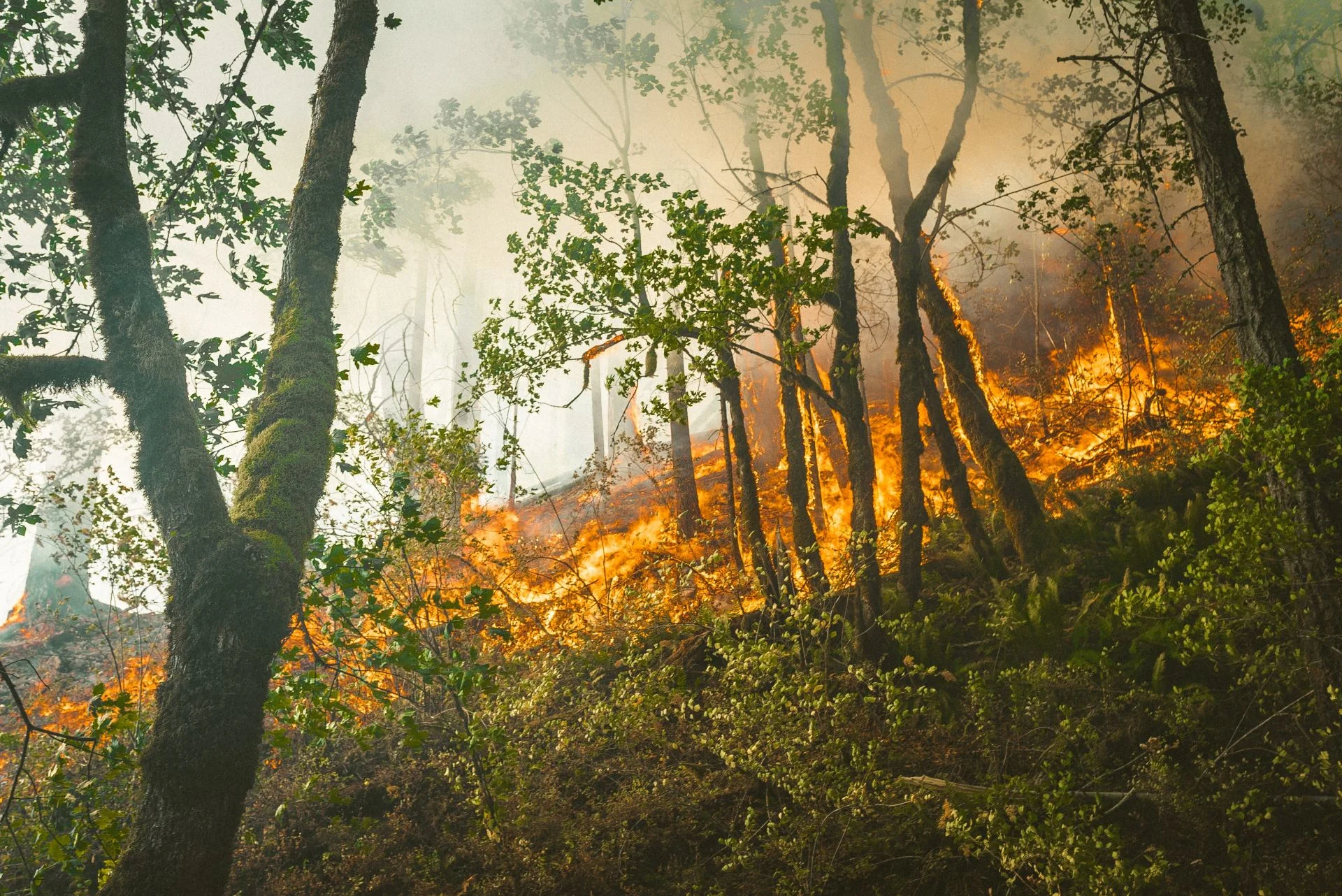 Feux de forêt : c'est loin d'être la fin au Québec