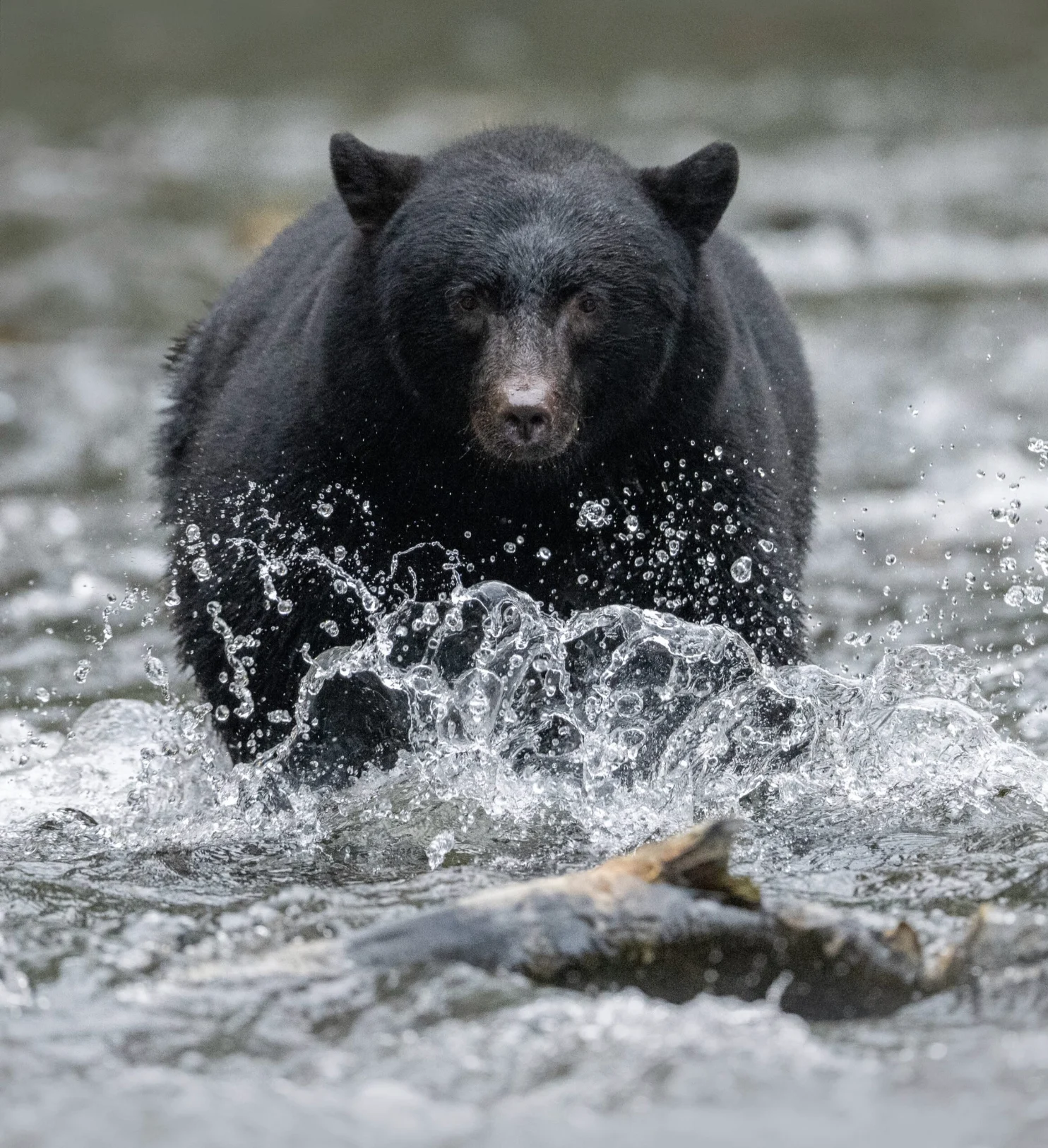 No re-use: Canadian Geographic - Anthony Bucci