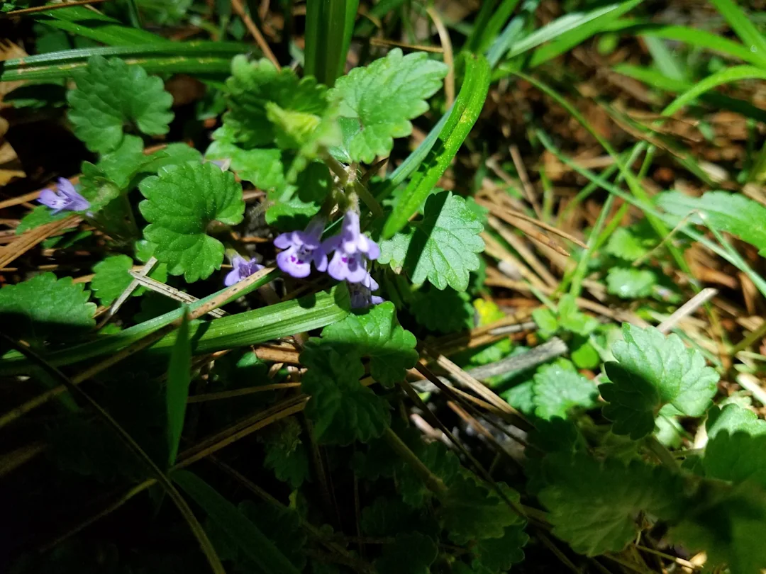 Identifying Ontario's dangerous plants - The Weather Network