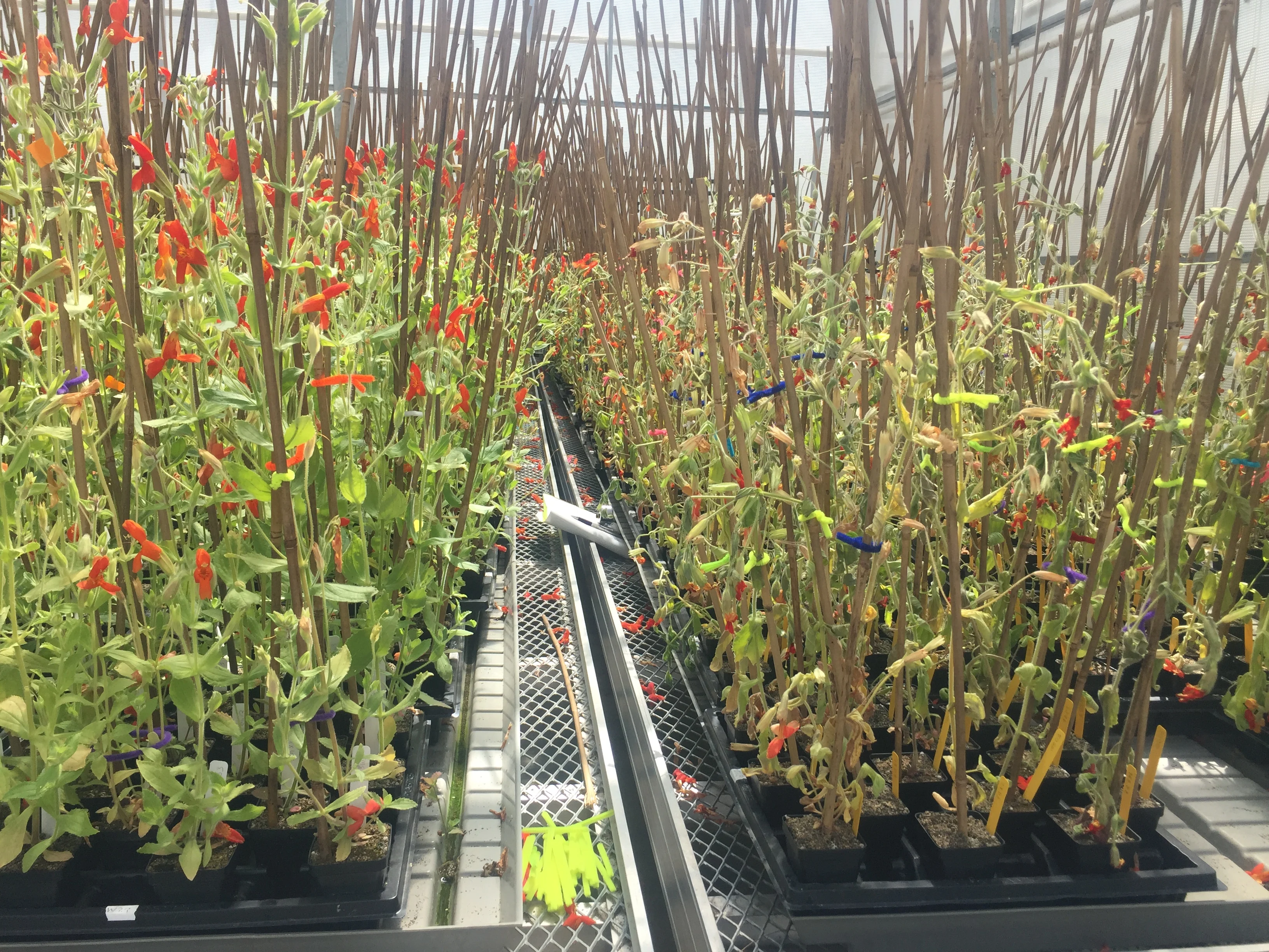 Greenhouse drought experiment on scarlet monkeyflower/Daniel Anstett