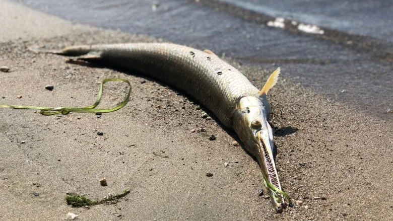 Fourth wave of dead fish in Gatineau raises resident concerns