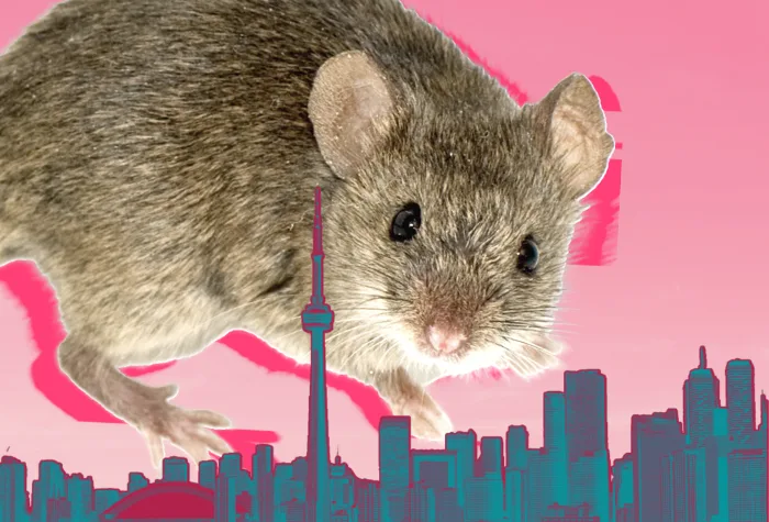 New study finds city mammals are getting larger