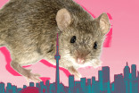 New study finds city mammals are getting larger