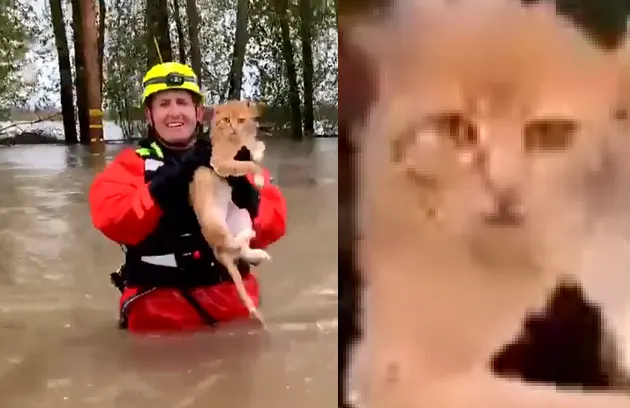 This cat did not want to be rescued from flood water