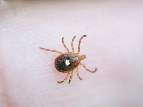 The tick that can make you allergic to meat is now in Ontario