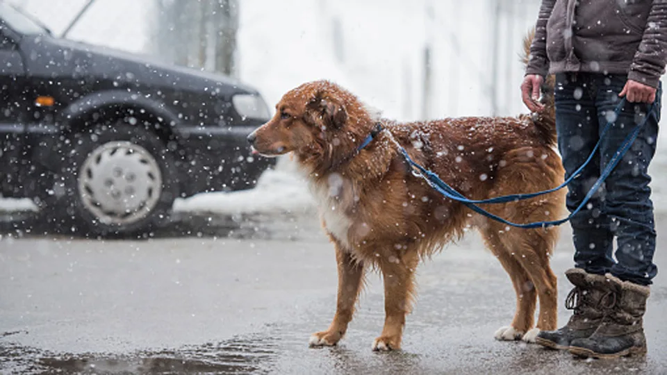 Dog-Walking-Winter-K Thalhofer-GettyImages-873177050