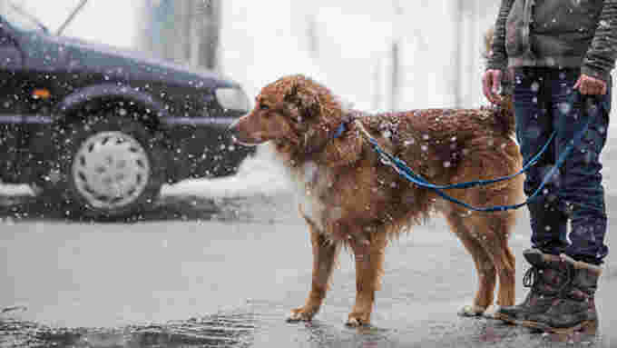 Dog-Walking-Winter-K Thalhofer-GettyImages-873177050