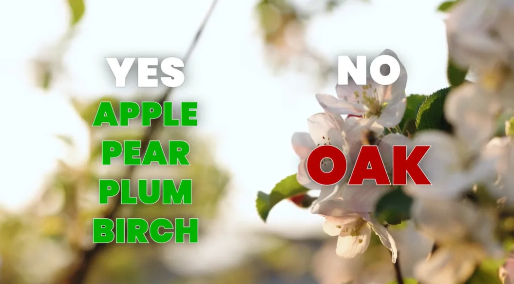 Spring trees to prune and what not to prune