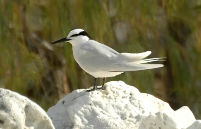 Studies say some birds sense far away storms and alter their migration paths