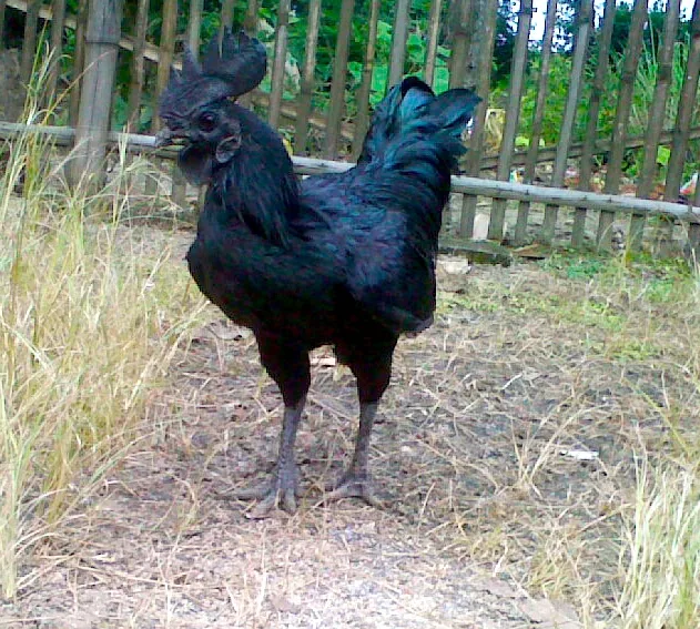 WIKIPEDIA - black rooster