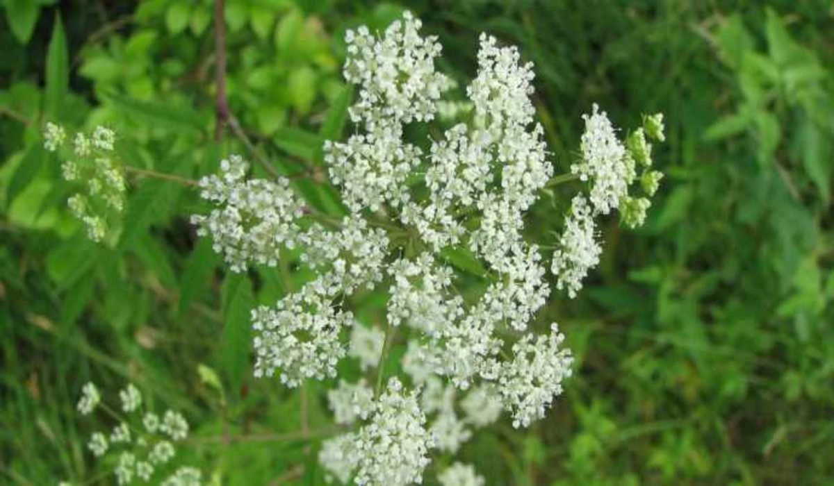 Si vous voyez ces plantes, évitez-les à tout prix !