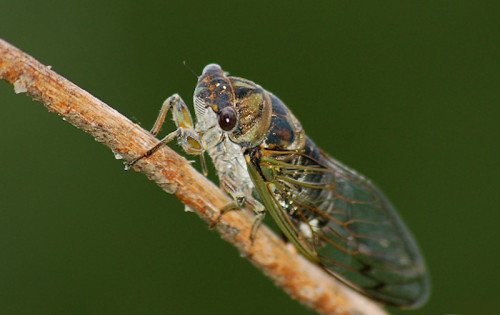 From car crashes to plane delays, cicadas wreaking havoc by the