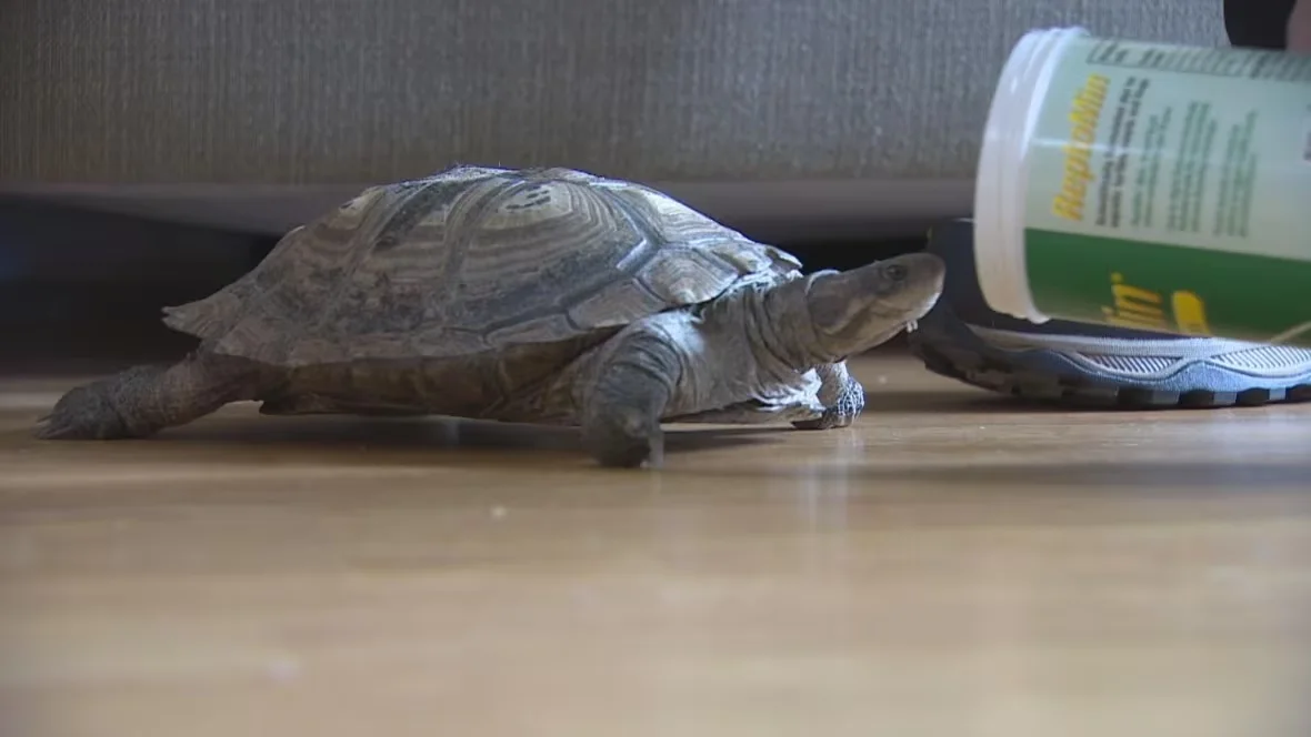 scarlett-the-east-african-serrated-side-neck-mud-turtle/Chelsea Jacobs/CBC