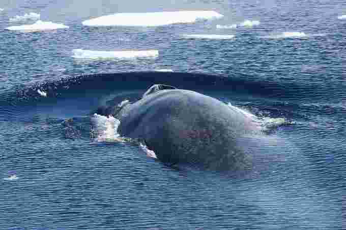 Antarctic blue whale