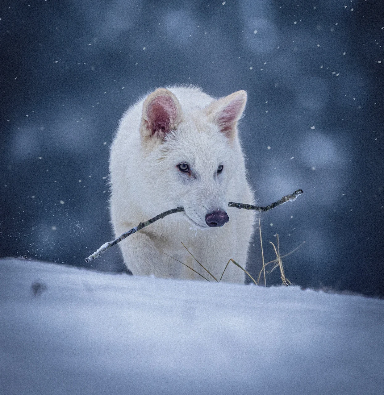 SCIENCE-CLONE-DIRE-WOLVES/Colossal Biosciences/Handout via REUTERS.