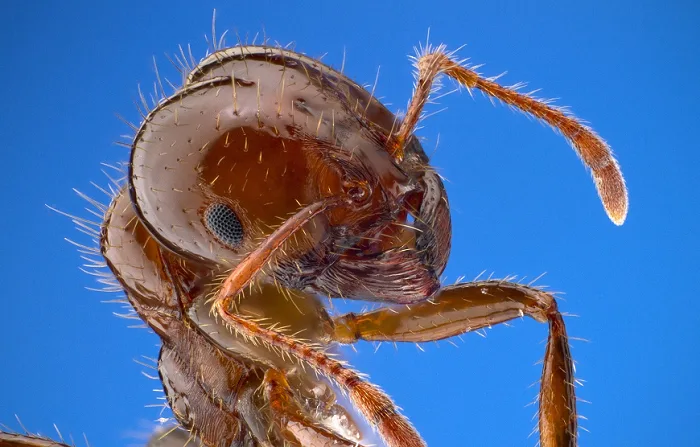 Tropical storm brings unexpected danger: Feisty ant piles