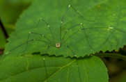 Scientists genetically alter daddy longlegs to have short legs