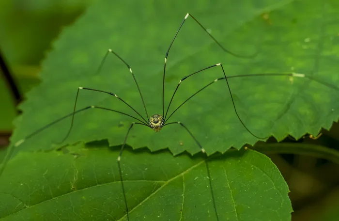 Scientists genetically alter daddy longlegs to have short legs