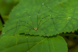 Scientists genetically alter daddy longlegs to have short legs