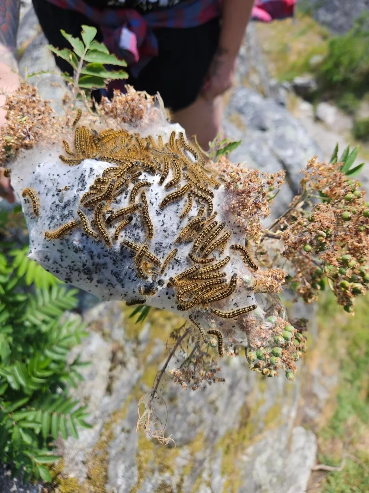 tent-caterpillars (1)/Matthew Edward Schulz via CBC