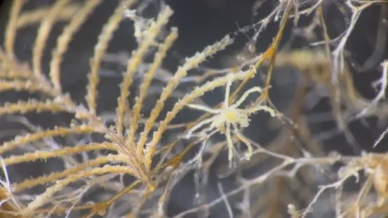 A small sea spider on a hydroid in the Salish Sea. (Credit: Cormac Toler-Scott)