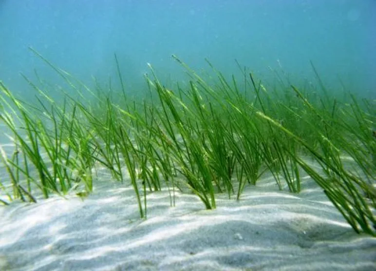 seagrass-shoal-grass-undersea-north-carolina noaa 980