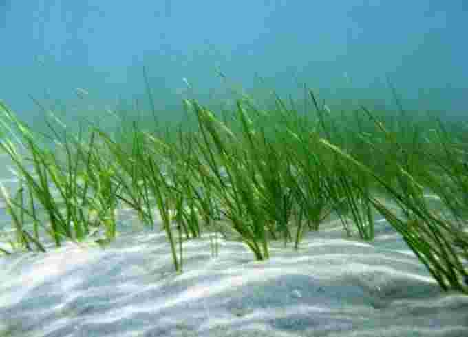 seagrass-shoal-grass-undersea-north-carolina noaa 980
