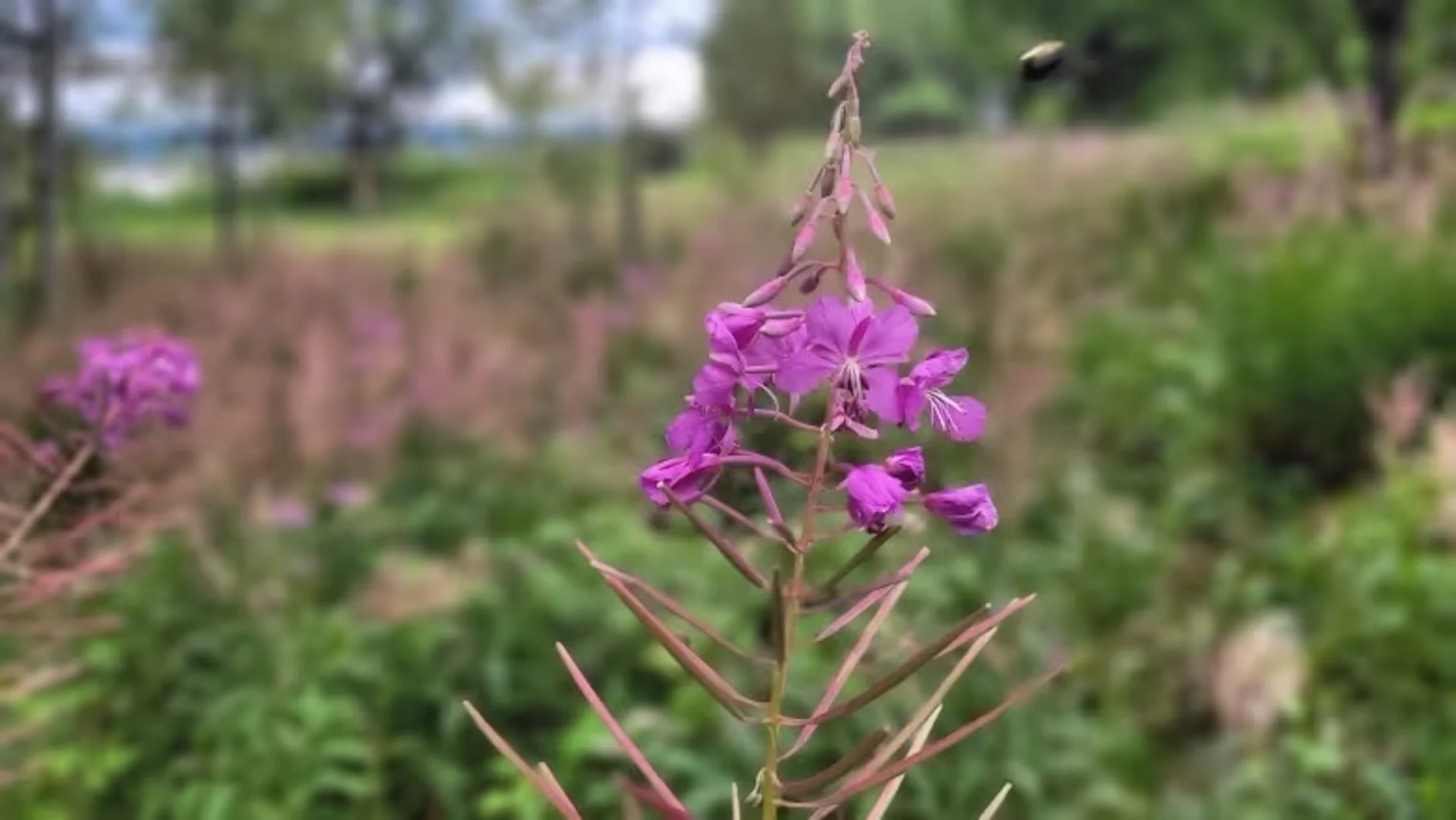 How fireweed offers hope amid B.C.'s worst wildfire summer on record