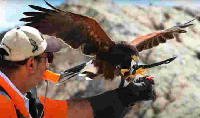 Dan Frankian and harris hawk/ Hawkeye Bird & Animal Wildlife Control & Removal