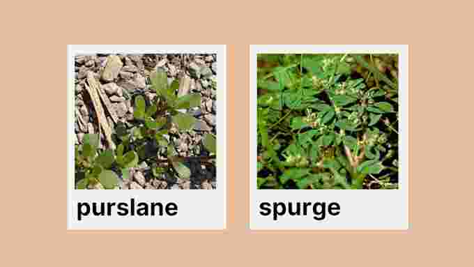 purslane (1)