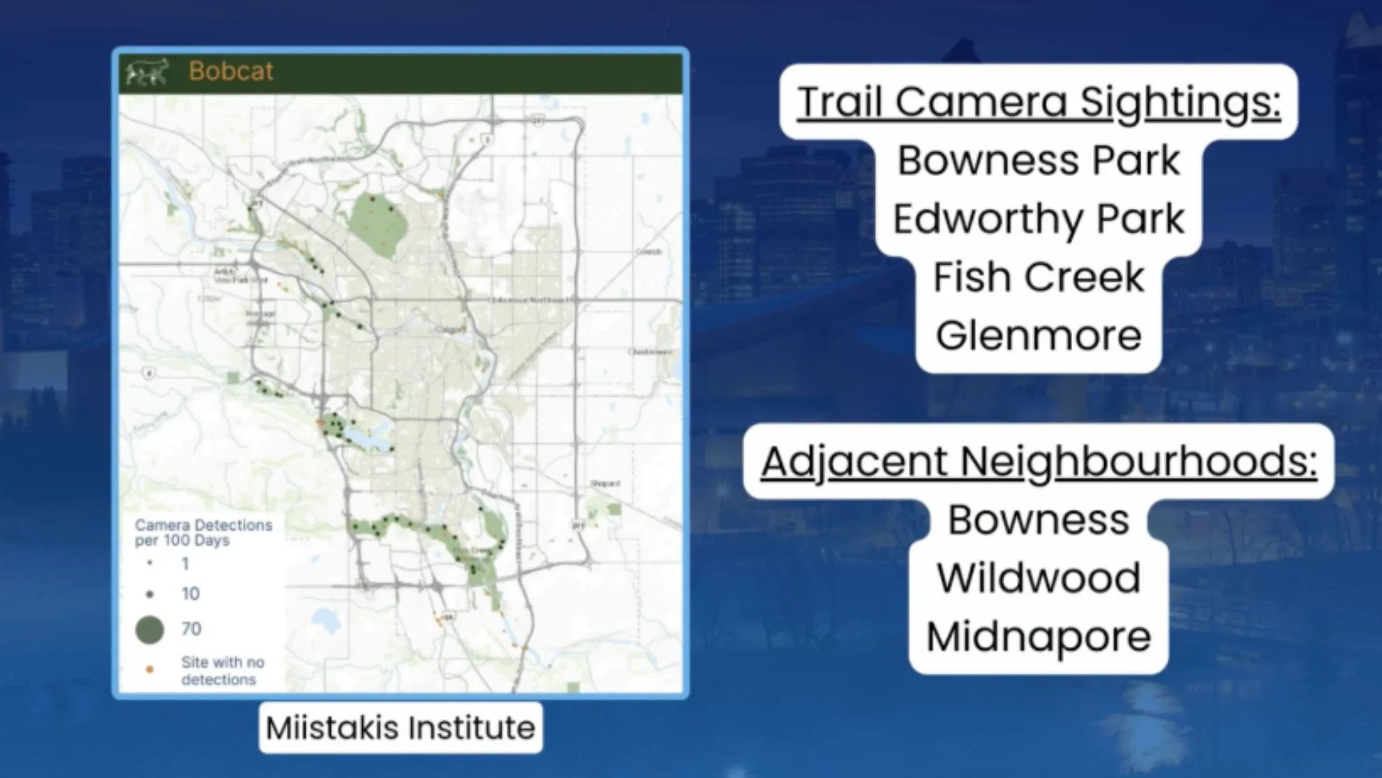 CONNOR - bobcat sightings
