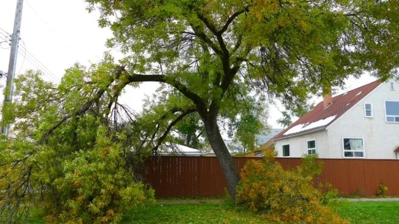 Winnipeg homeowners still in the dark days after storm desperate for power