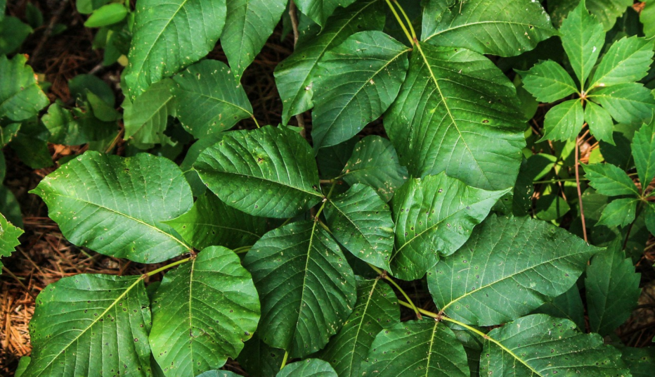 Painful, itchy, blistering rash: What you need to know about poison ivy