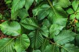 Painful, itchy, blistering rash: What you need to know about poison ivy