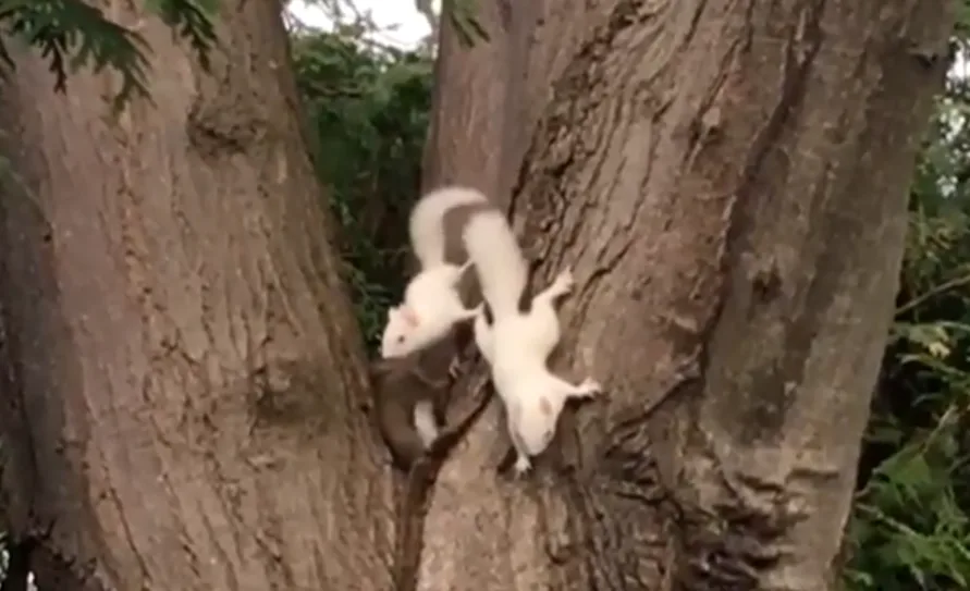 Video: Young white squirrels spotted playing in a tree