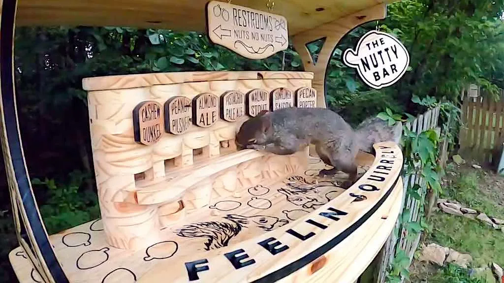 Squirrels, people go nutty over Ohio woodworker's backyard bar