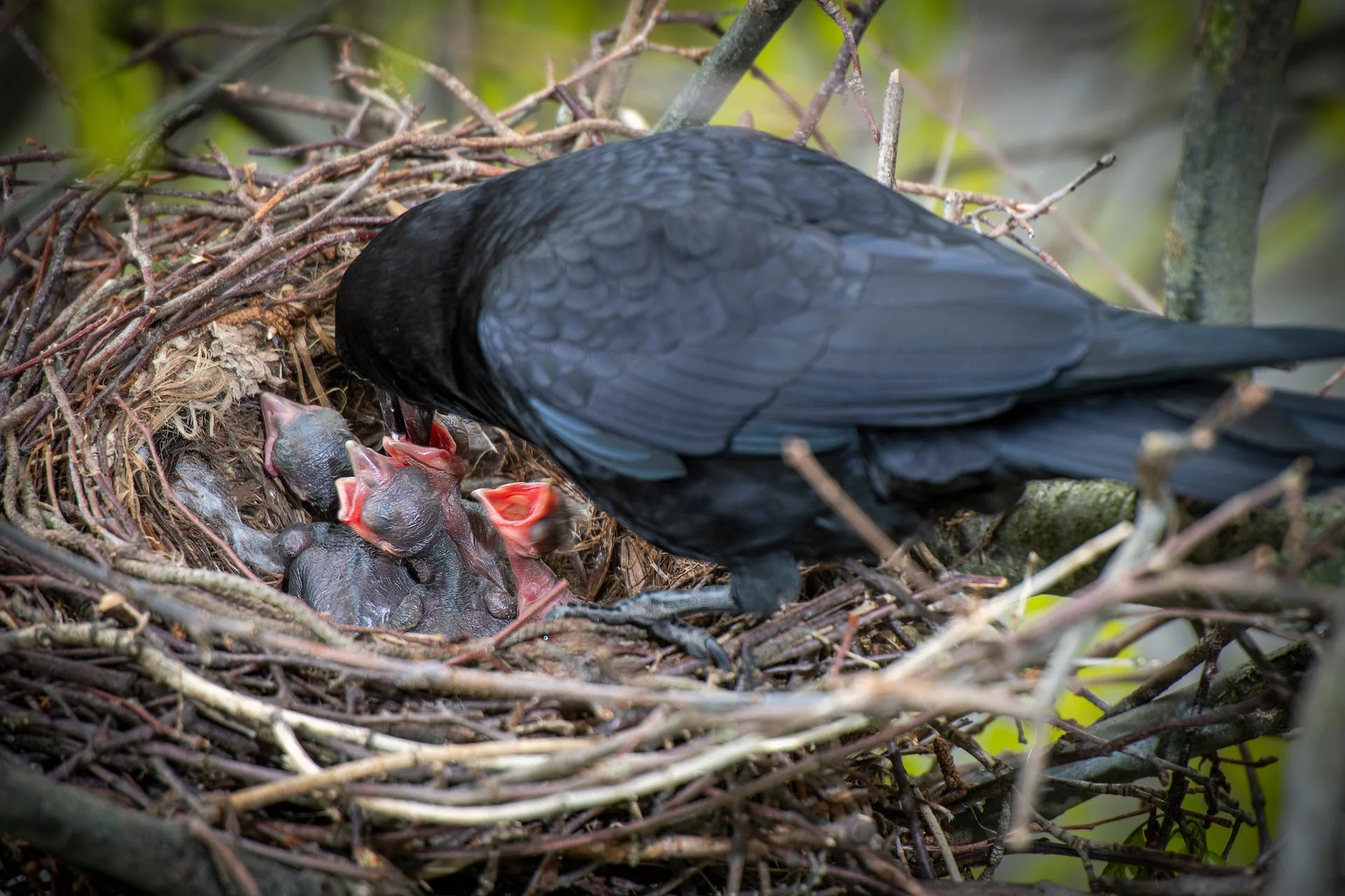 Bird-brained? Climate change may affect intelligence in birds