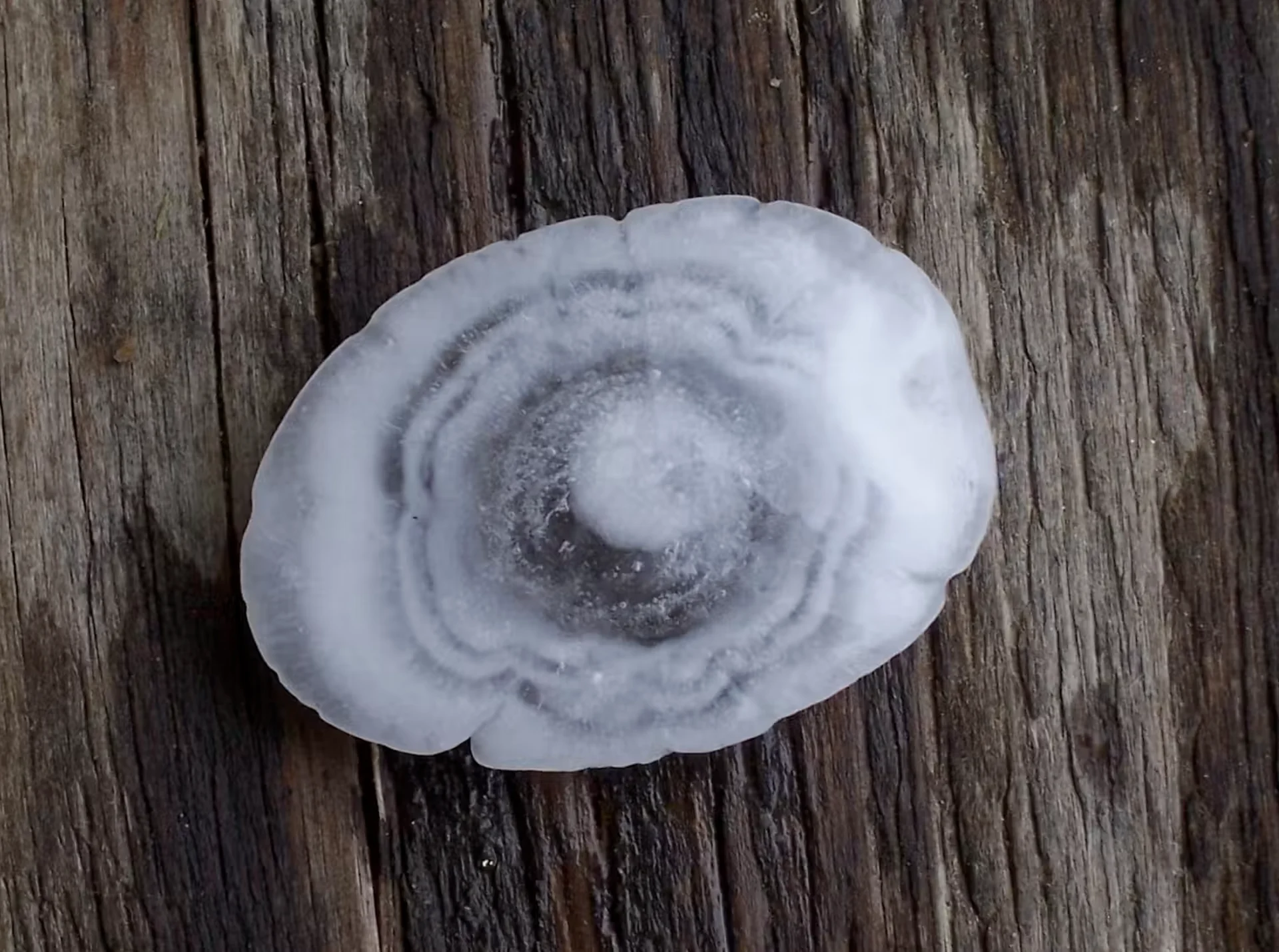 Wikipedia/ERZ via Wikimedia Commons, CC BY 4.0: A sliced-open a hailstone lying on a table shows several wavy rings like tree rings. Link: https://commons.wikimedia.org/wiki/File:Hagelkorn_mit_Anlagerungsschichten.jpg