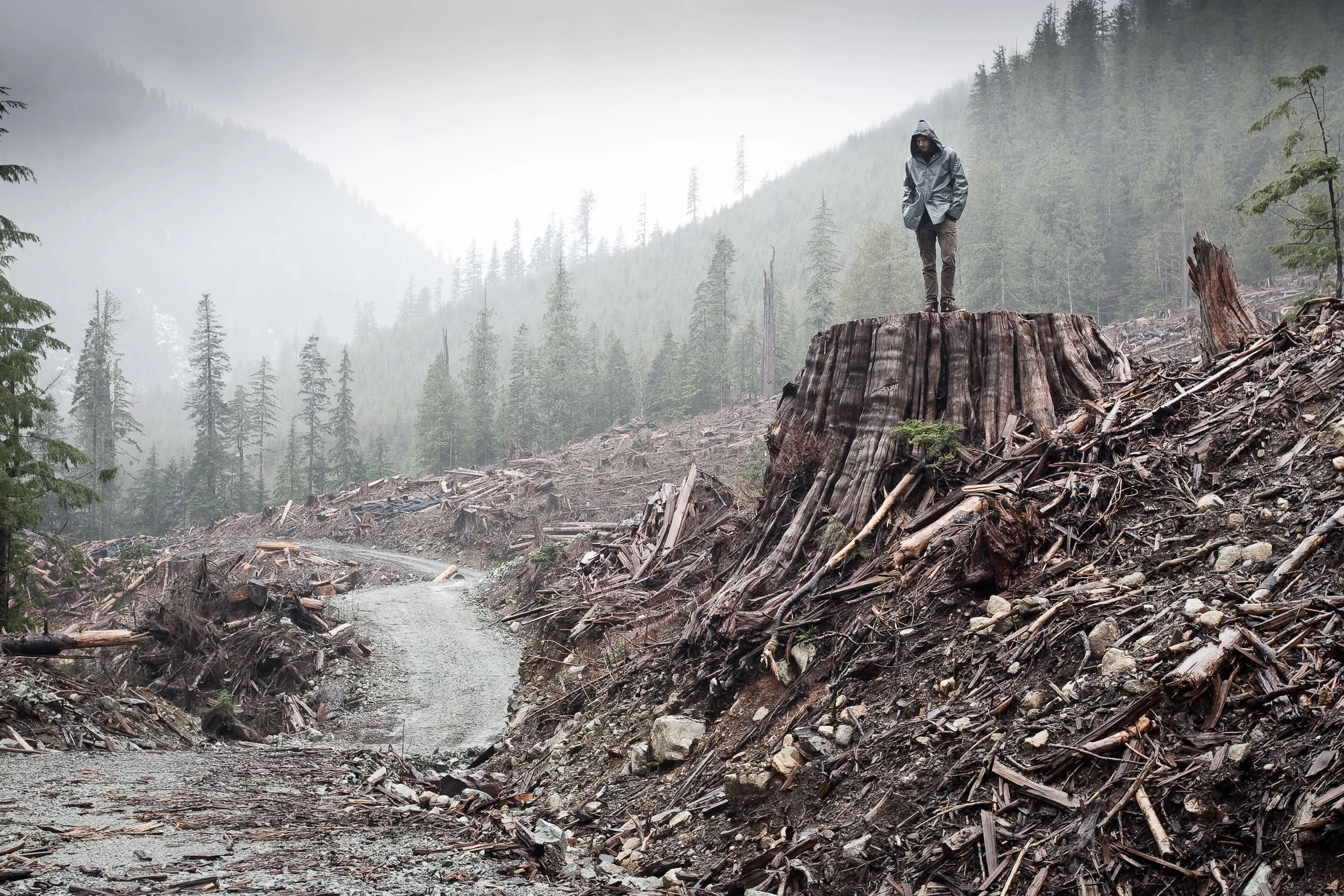 TJ Watt: Clearcut of old-growth trees in B.C. (Candid Closeup)