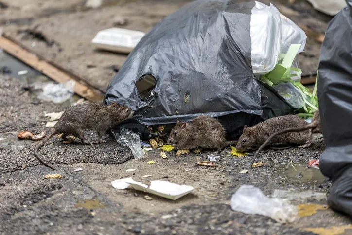 Sidewalk collapses, sends man into rat-filled hole