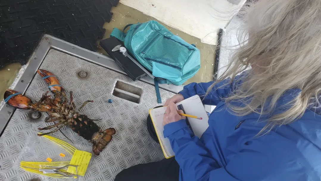 CBC: Koopman records lobster size and location before releasing the tagged lobster back into the Bay of Fundy. (Shane Fowler/CBC News)