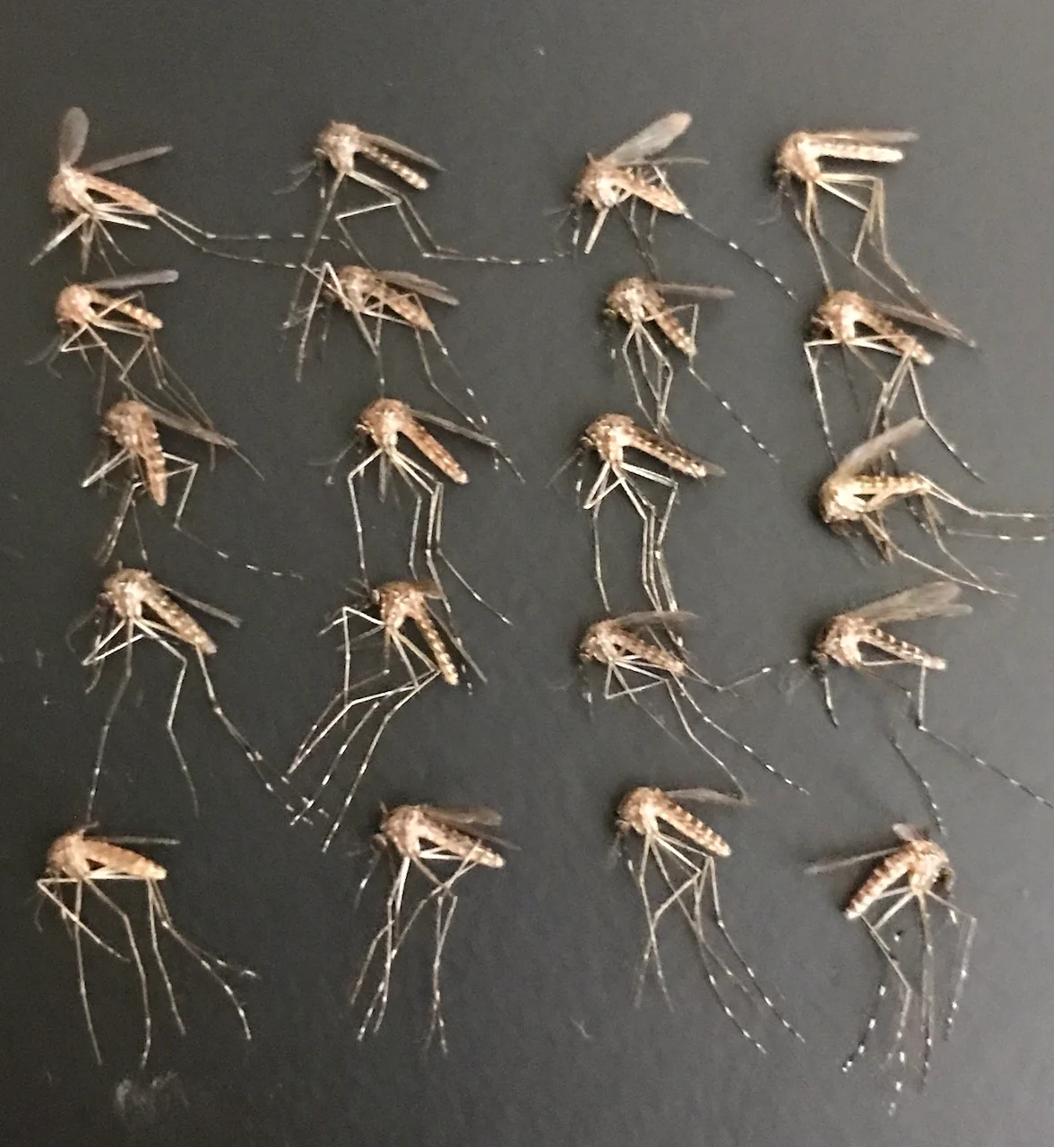Mosquitoes/Taz Stuart
